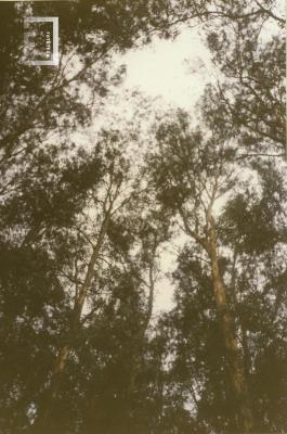 Monte de eucaliptus de la estación