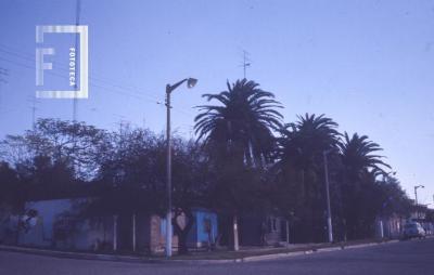 Costanera y Lavalle, palmeras