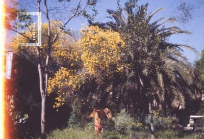 Museo Municipal, jardín