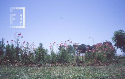 Parque San Martín, flores
