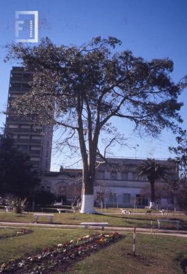 Plaza Mitre, árbol, fondo Colegio Nacional