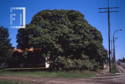 Nogal en Av. Savio, ex quinta San José, de la familia Cámpora