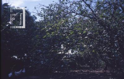 Quinta San Isidro, de la familia Vigo, membrillero