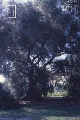Quinta San Isidro, de la familia Vigo, olivo
