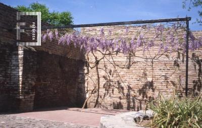Museo Municipal, glicina
