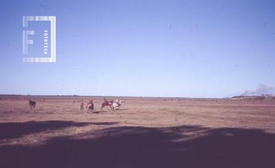 Doma en el Parque del Paraná