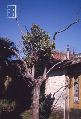 Museo Municipal. Pomelo y clavel del aire