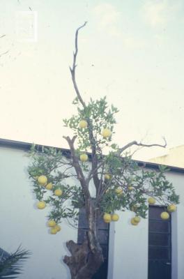 Museo Municipal. Jardín fondo