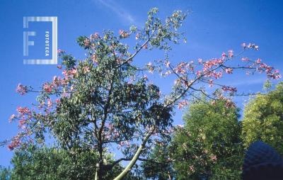 Árboles jardín del Museo