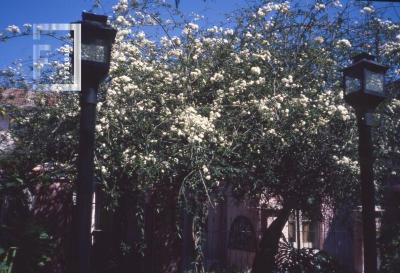 Faroles y rosas mosqueta