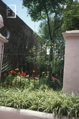 Palo borracho desde el 2º patio