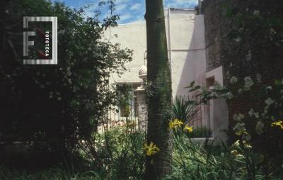 Jardín, iris