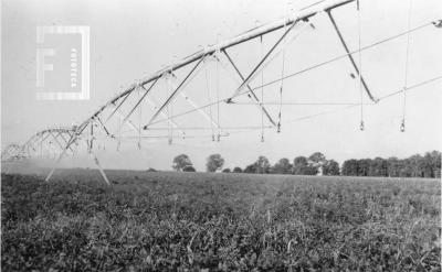 Riego artificial en la zona agrícola de San Nicolás