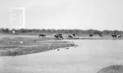 Vacas en bañados costa Yaguarón