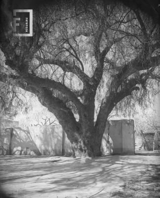 Arbol en el fondo de la casa de Horacio Rega Molina