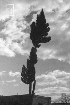 Árbol