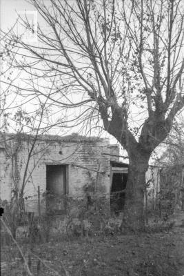 Casa de campo con árbol