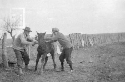 Potrillo en el campo de Müller, en Godoy