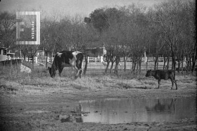 Vaca pastando en el bajo, cerca de la zanja de Doña Melchora