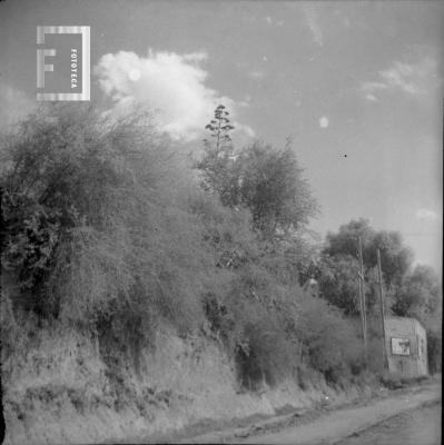 Arboleda y camino con caseta en 2º plano