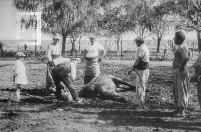 Escena campestre, caballo enlazado