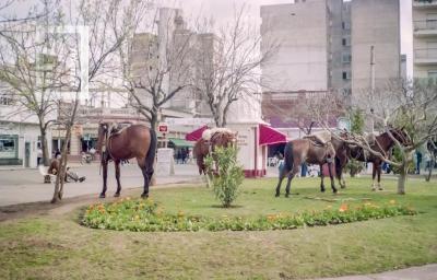 Caballos pastando en Plaza Mitre