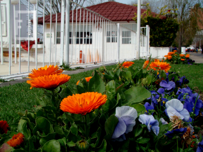 Flores