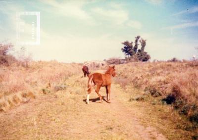 Camino cercano al Arroyo de Ramallo