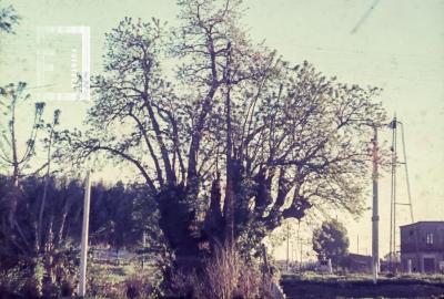 Ombú que estaba en el parque de la estación, cerca de calle Nación.