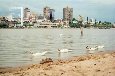 Vista de la ciudad desde la isla, con patos en primer plano