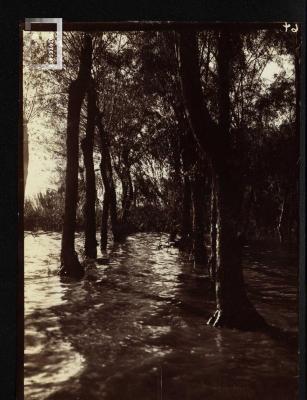 Inundación en arboleda