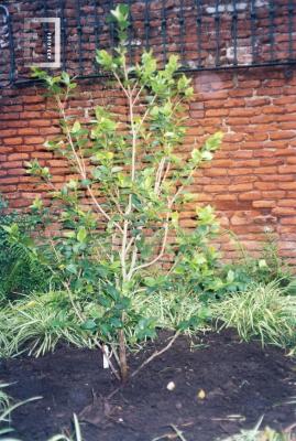 Jardín del Museo, camelia rosada