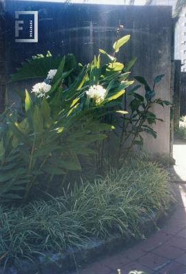 Plantas jardín del Museo