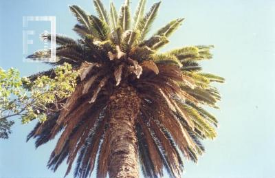 Palmera del Museo Municipal (con Buho)