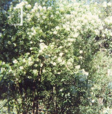Jardín del Museo, angélicas