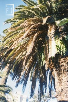 Palmera en jardines Museo