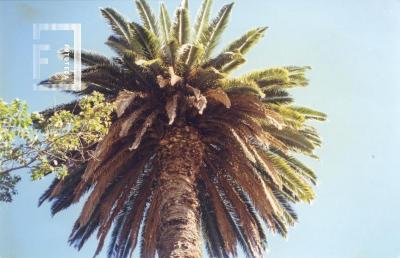 Palmera del Museo Municipal (Buho)