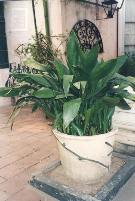Patio del Museo