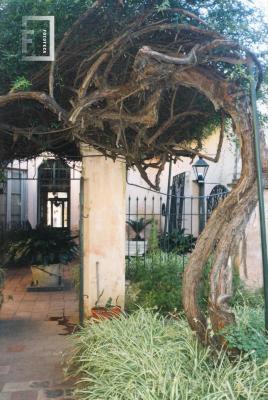 Verja del jardín y la centenaria planta de rosa mosqueta