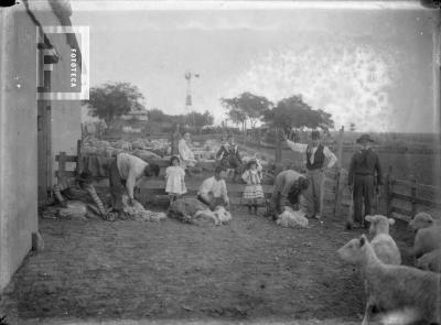 Gauchos esquilando ovejas y niñas observando