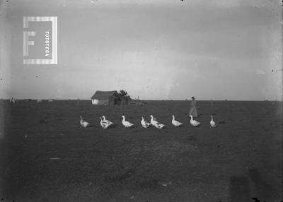 Descampado, patos, mujer y rancho