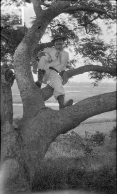 Paisano en árbol