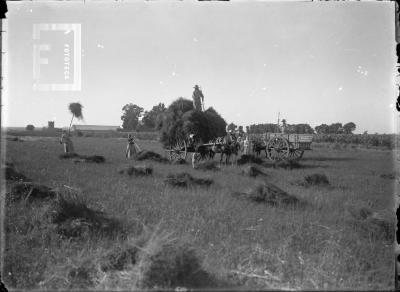 Mujeres trabajando en la cosecha